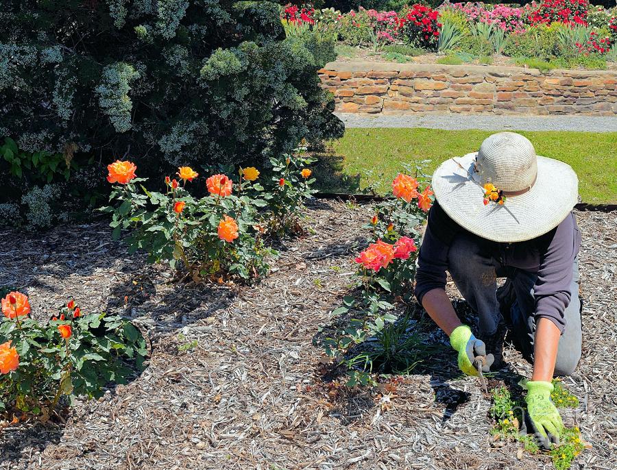 Rose Photograph - Gardener Pulling Weeds  by Janette Boyd