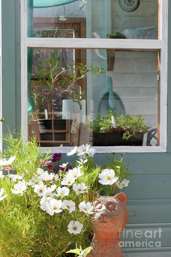 Gardeners shed window growing plants and flowers Photograph by Simon Bratt