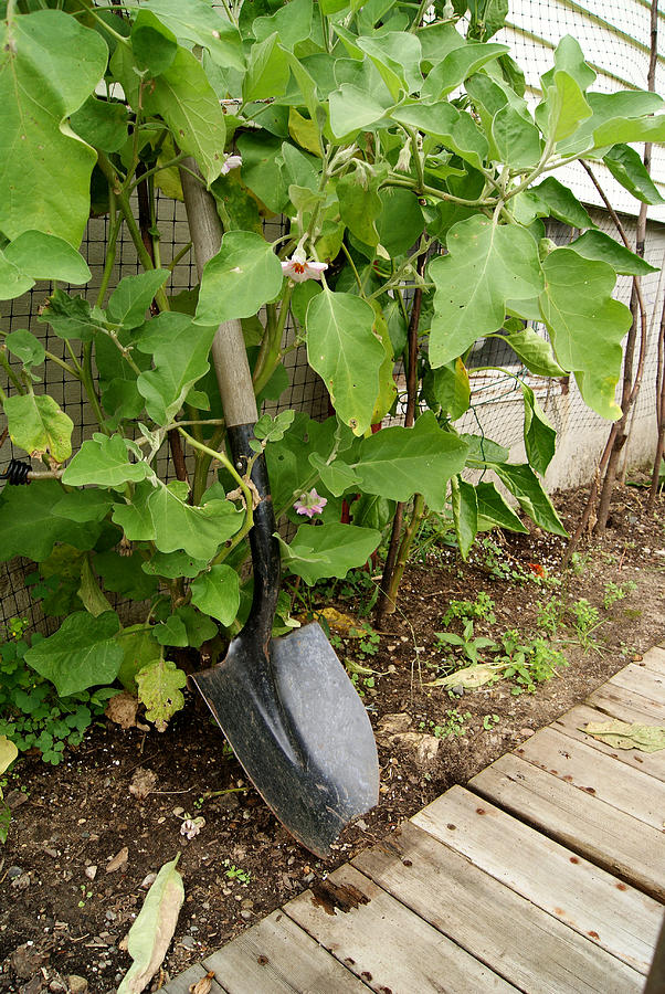 Vegetable Photograph - Gardeners Shovel by Margie Avellino