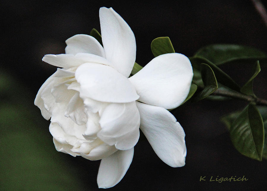 Gardenia - I Photograph by Kerri Ligatich