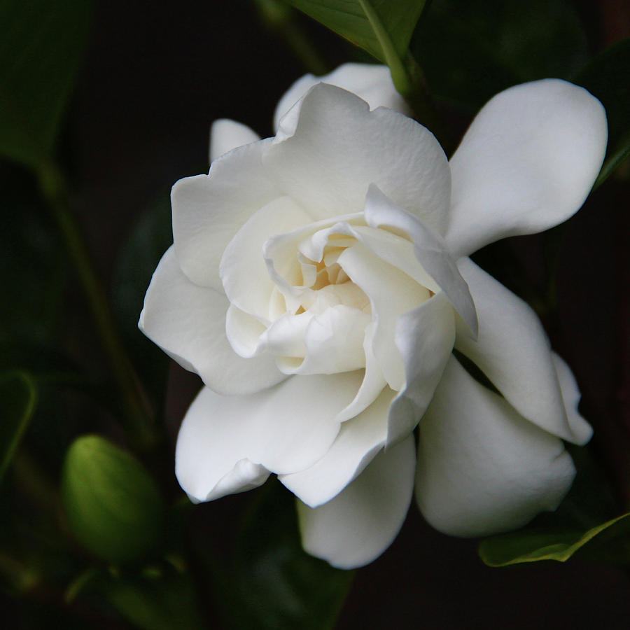 Gardenia - II Photograph by Kerri Ligatich