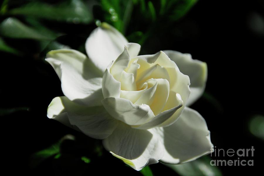 Gardenia 1 Photograph by Cindy Manero