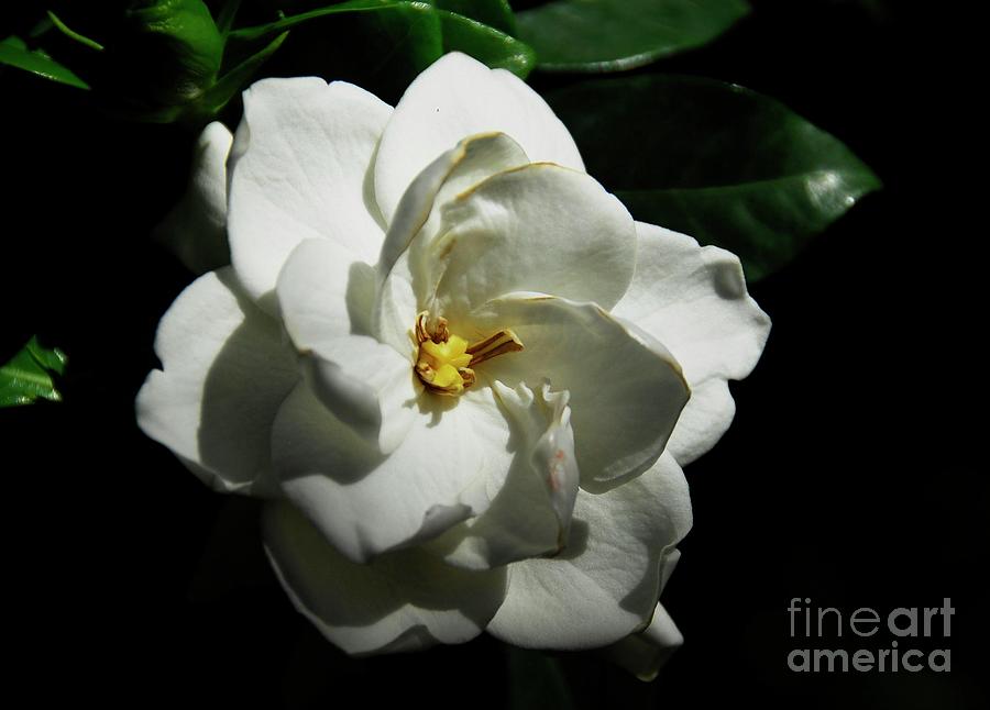 Gardenia 2 Photograph by Cindy Manero