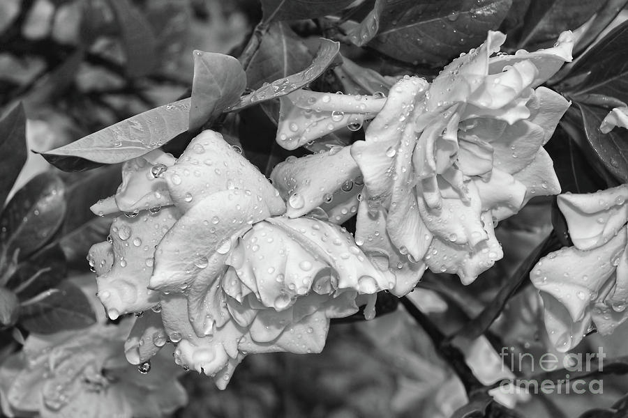 Flower Photograph - Gardenia After Rain by Olga Hamilton