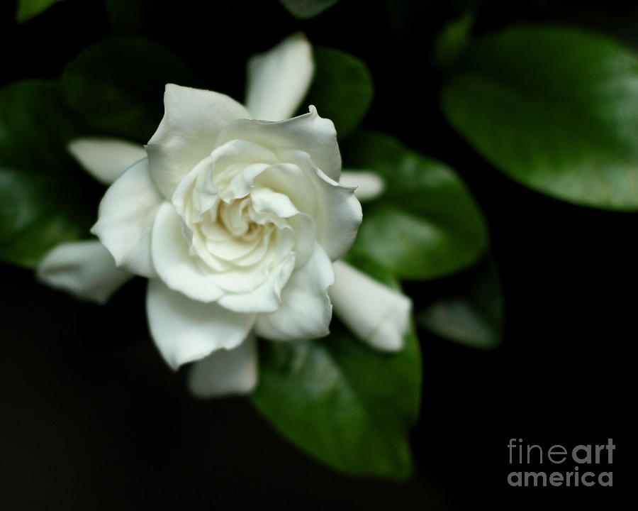 Gardenia Photograph by Angela Rath