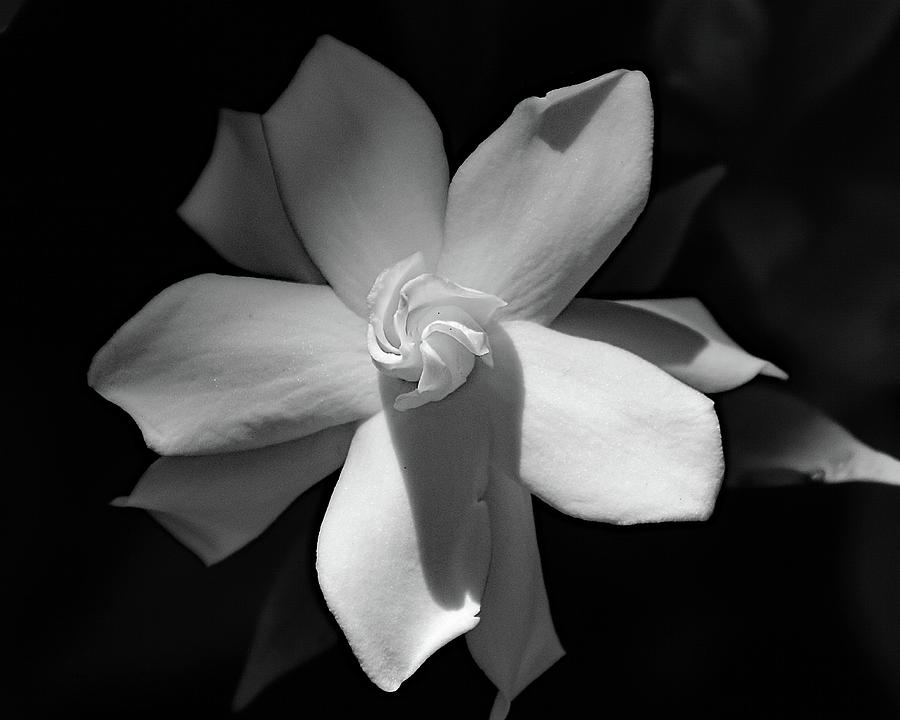 Gardenia by Ann Keisling Gardenia by Ann Keisling