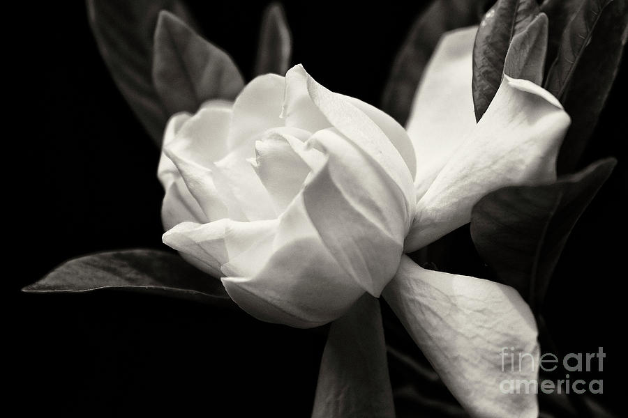 Gardenia Bloom in Black and White Photograph by Jill Lang