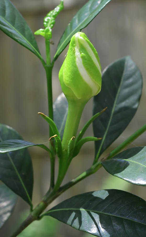 Gardenia Bud Photograph by Aimee L Maher ALM GALLERY