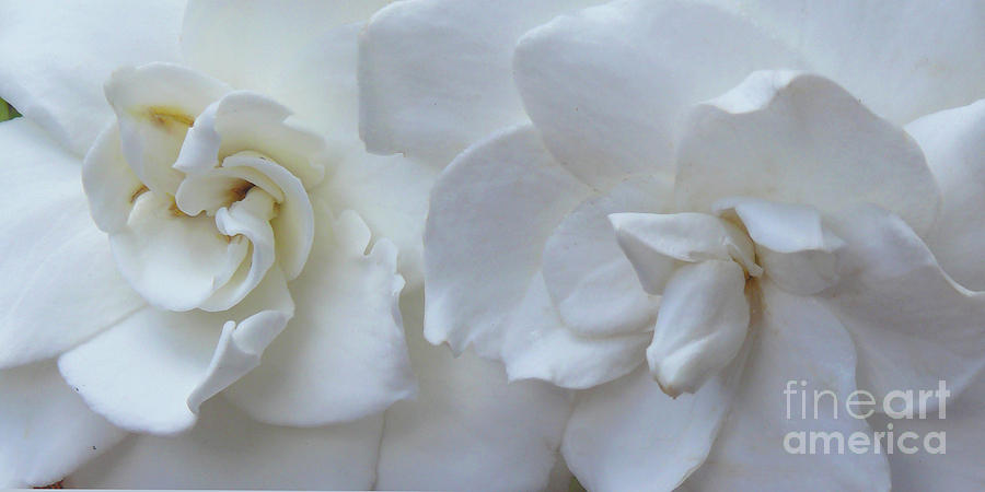 Gardenia duet Photograph by Paula Joy Welter