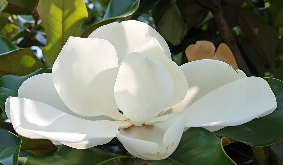 Magnolia Photograph by Ellen Tully