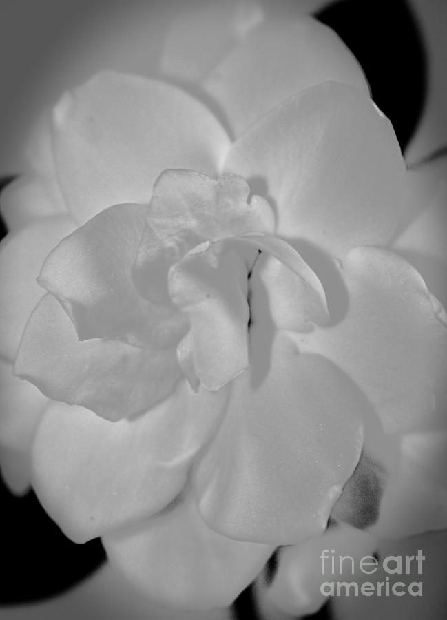 Gardenia Glamour Shot Photograph by Ella Kaye Dickey