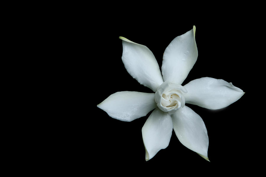 Nature Photograph - Gardenia I by David Paul Murray