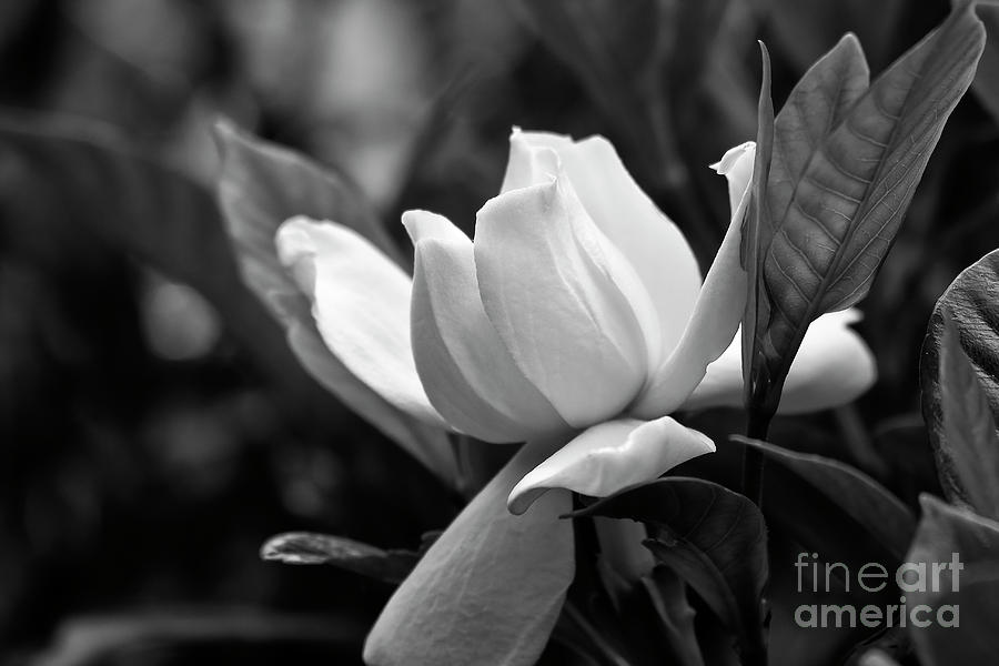 Gardenia In Black And White Photograph