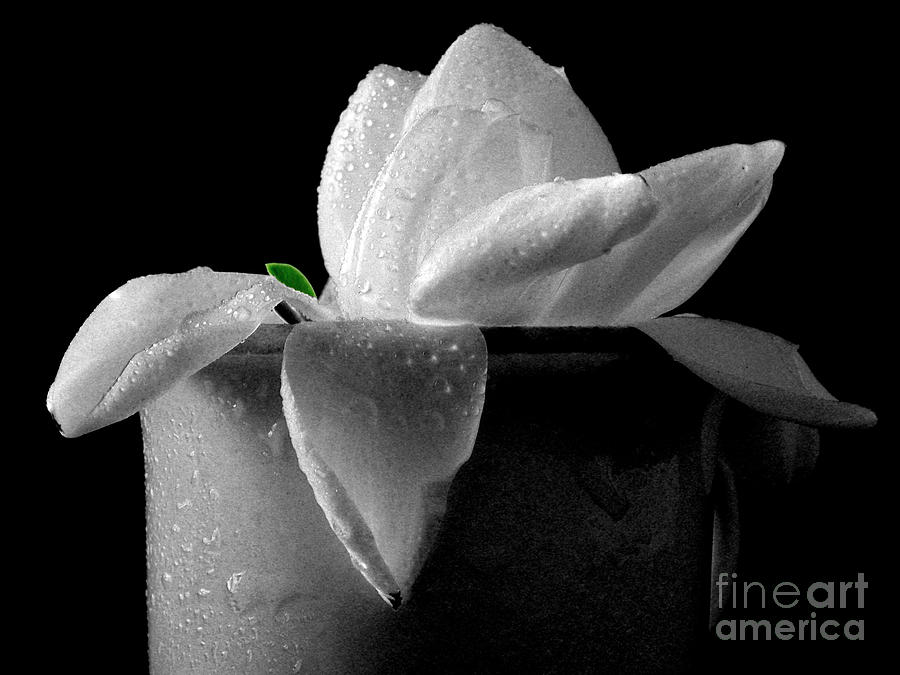 Gardenia in coffee cup Photograph by Silvia Ganora