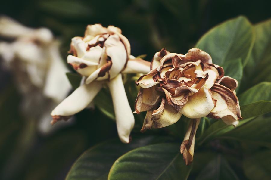 Nature Photograph - Gardenia by Jeannine Rose