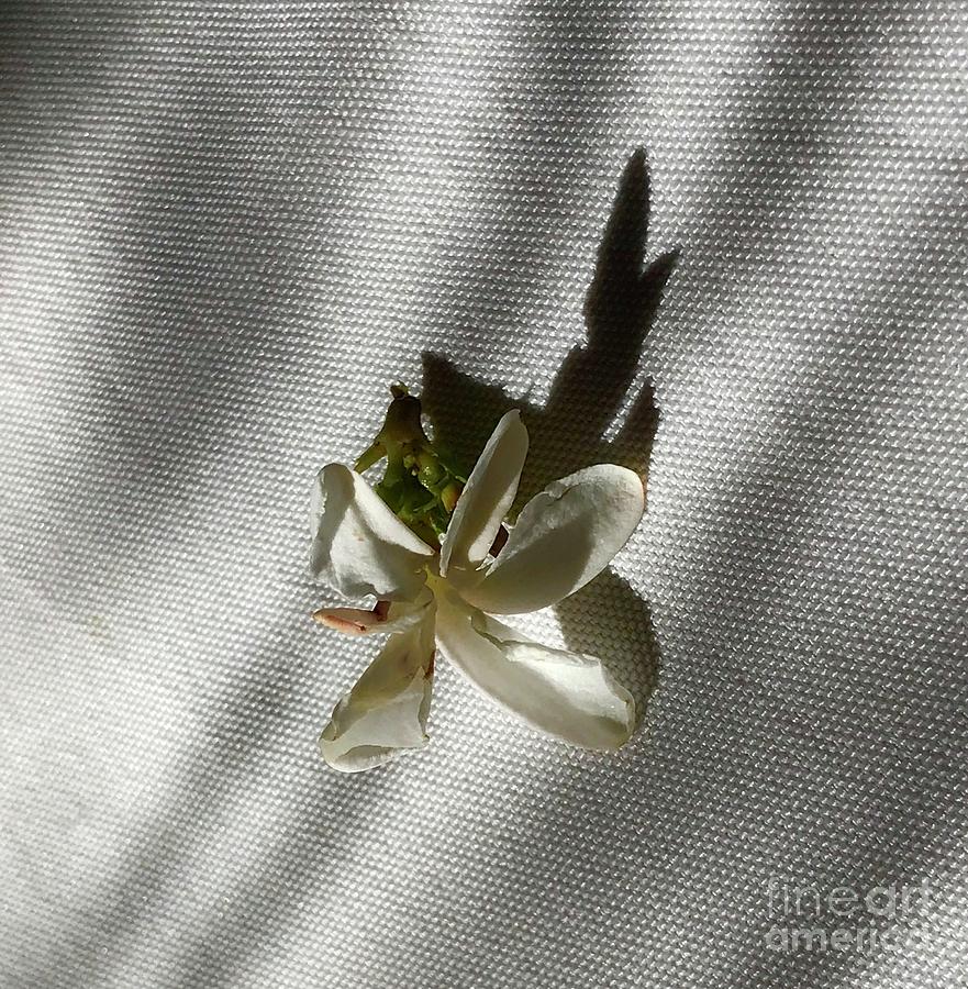 Gardenia on Tablecloths  Photograph by Suzanne Lorenz
