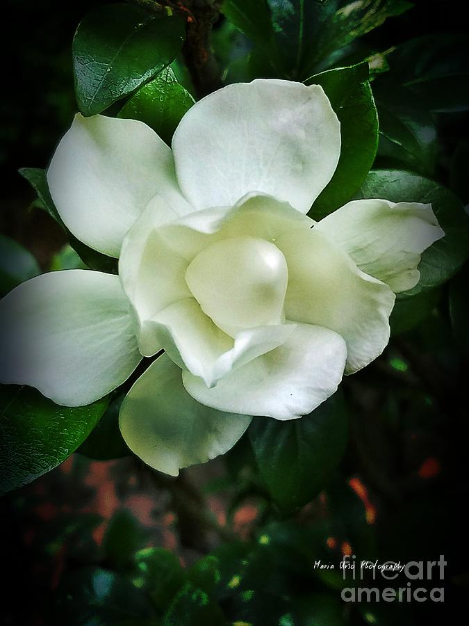 Gardenia Pearl Photograph by Maria Urso