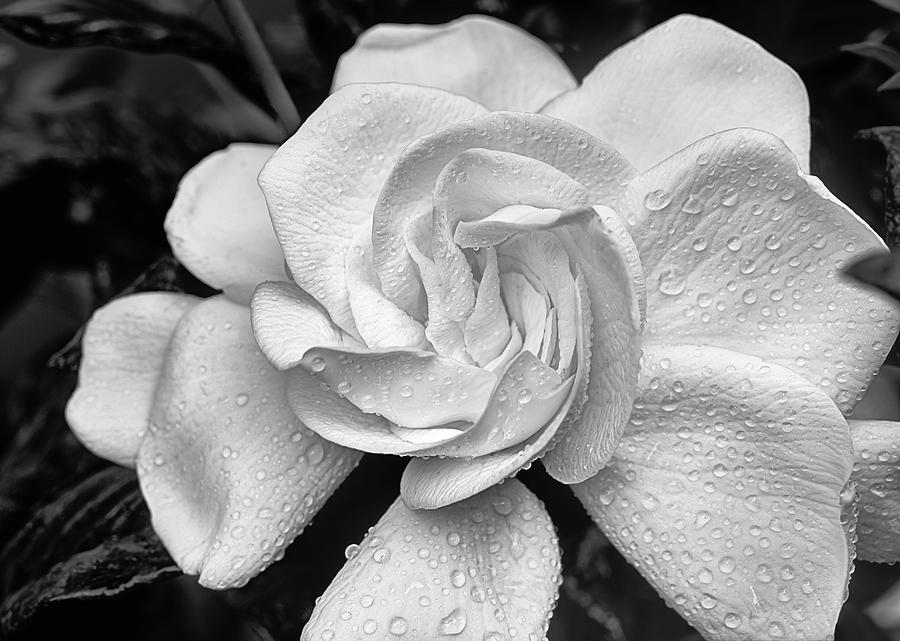 Gardenia the Scent of the South Photograph by JC Findley