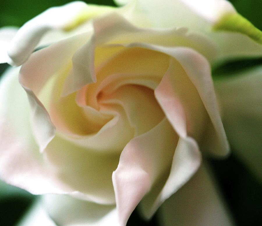 Nature Photograph - Gardenia with a touch of Pink by Freda Sbordoni
