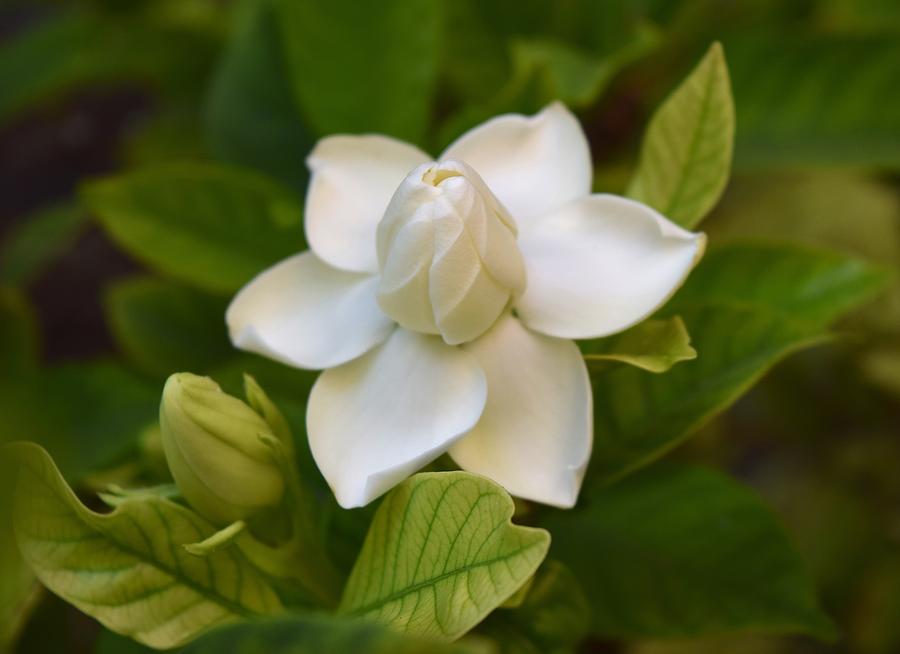 gardenia petals