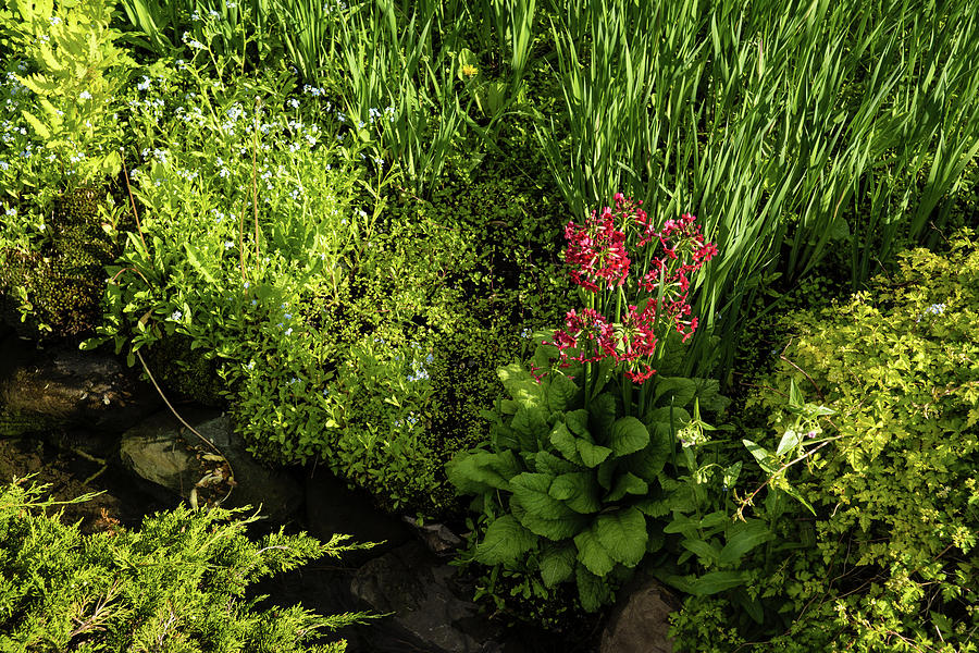 Gardening Delights - Miniature Creek with Red Primrose Photograph by Georgia Mizuleva