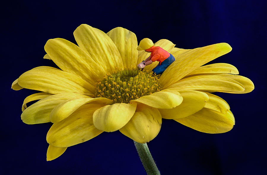 Daisy Photograph - Gardening by Sandi Kroll