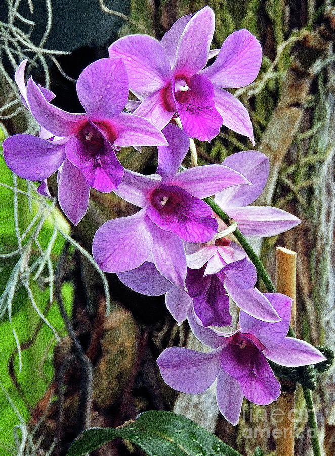 Orchid Photograph - Gardens Delight 2 by Lydia Holly