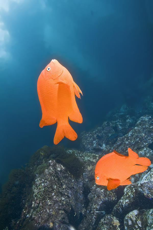 Garibaldi Photograph - Garibaldi Pair by Bryan Toro Garibaldi Photograph - Garibaldi Pair by Bryan Toro