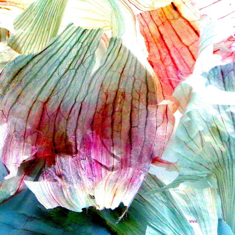 Garlic Abstract Series by VIVA Anderson Garlic Abstract Series by VIVA Anderson