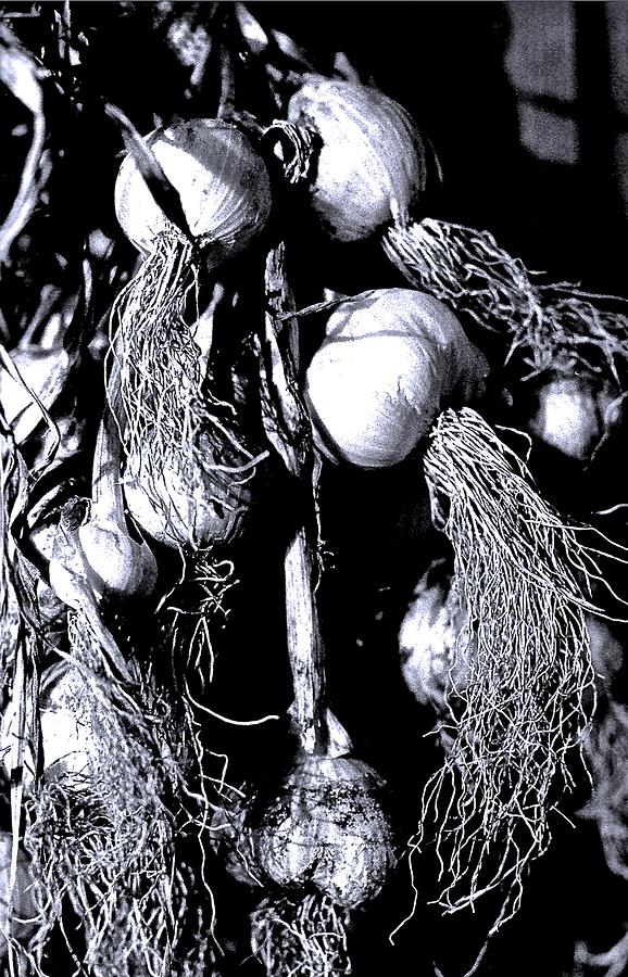 Garlic Photograph by Brian Sereda