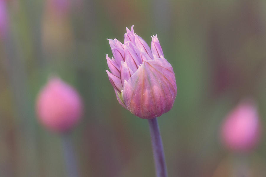 Nature Photograph - Garlic flower by Devis Martusevicius