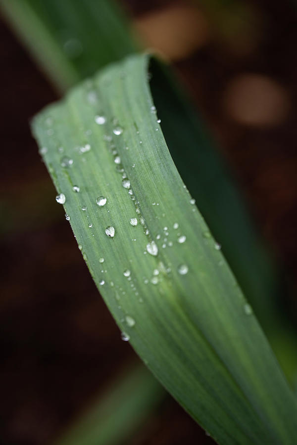 Garlic in a spring rain Photograph by Steve Gravano