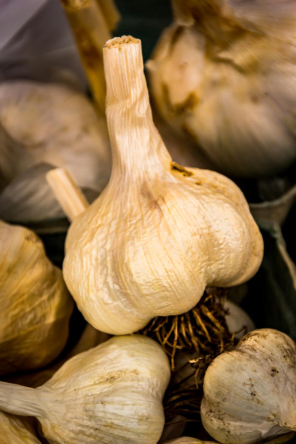 Garlic Photograph by Jay Stockhaus
