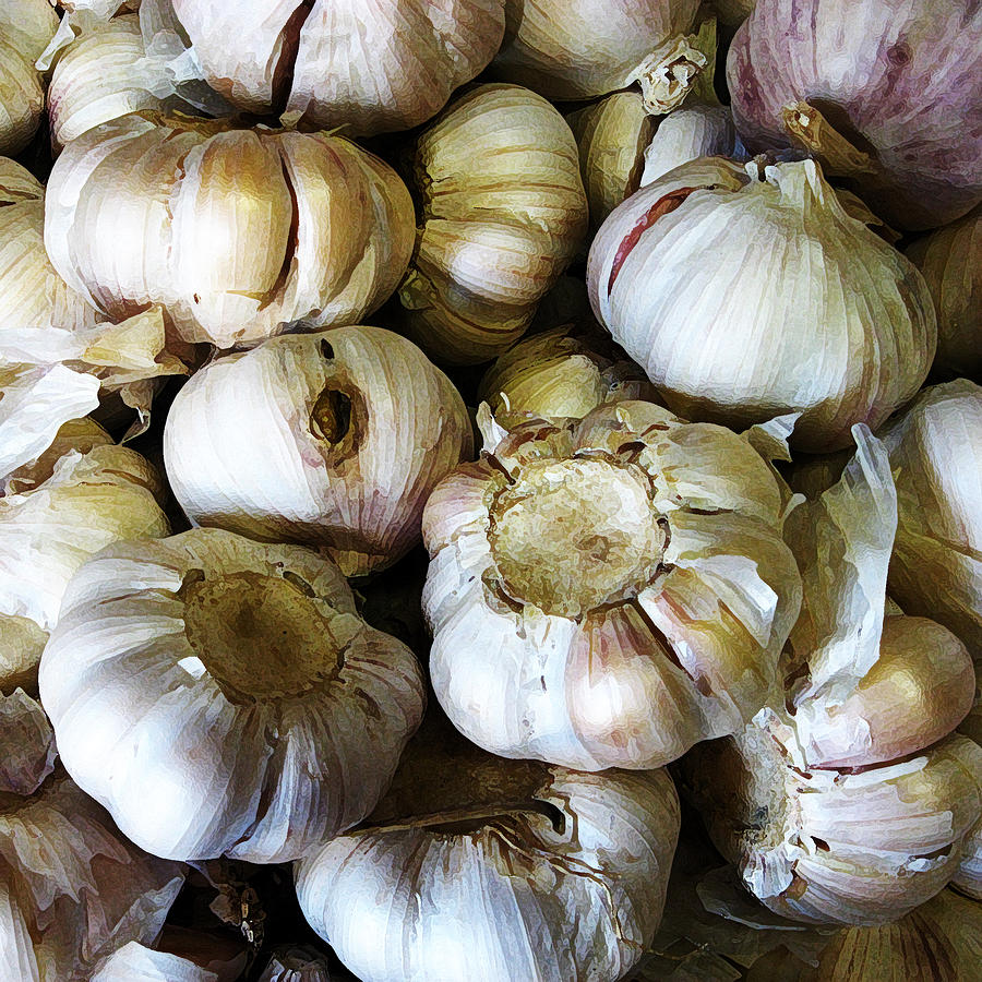 Garlic Photograph by John Vincent Palozzi