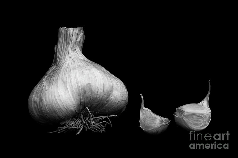 Garlic Photograph by Masako Metz