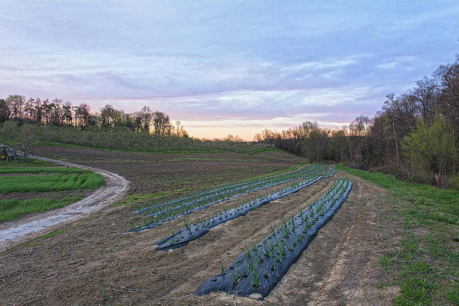 Garlic Rows In Twilight Photograph by Angelo Marcialis