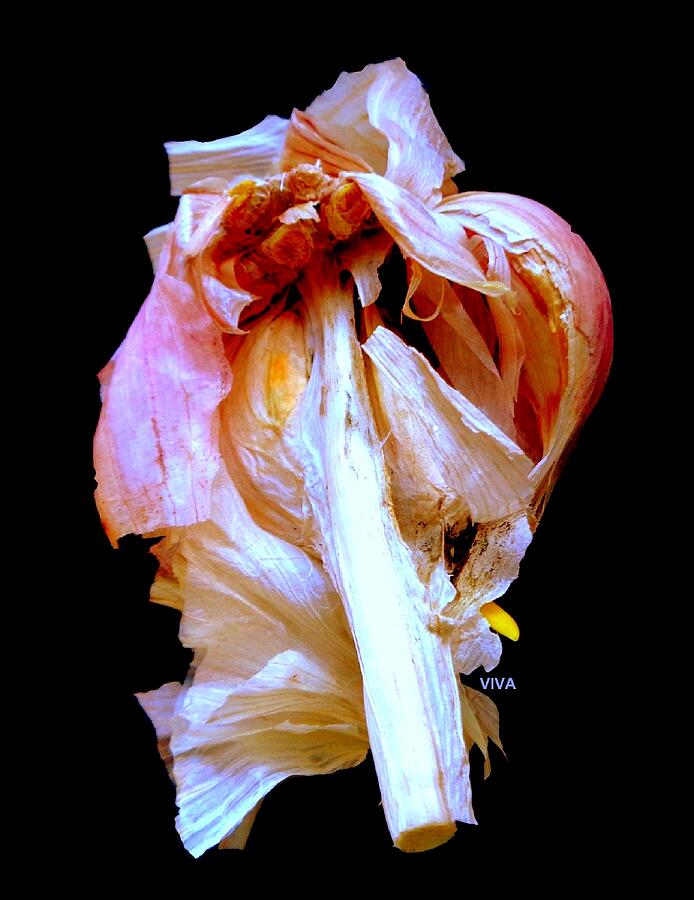 Garlic Study Photograph by VIVA Anderson