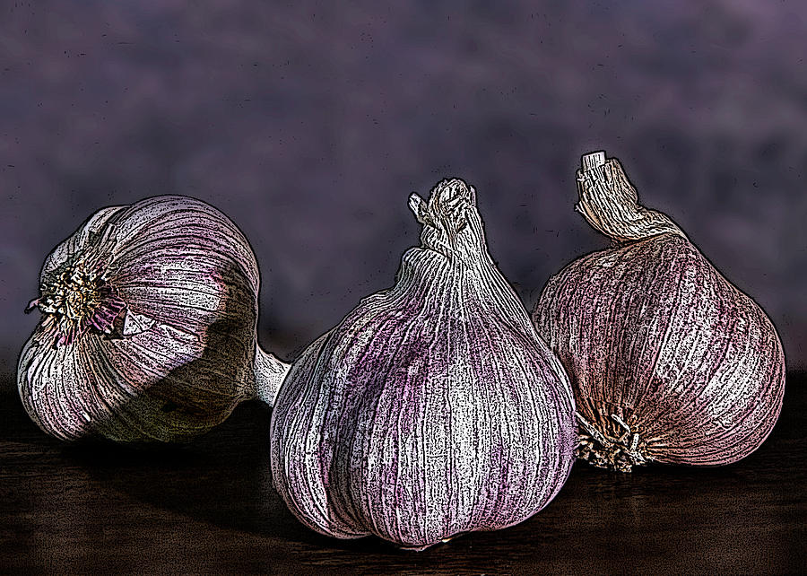 Garlic Photograph by Terri Schaffer - Lifes Color