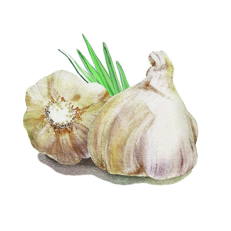 Still Life Painting - Garlic Watercolor Illustration  by Irina Sztukowski
