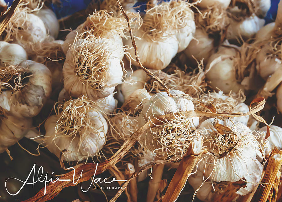 Garlicky Garlic Photograph