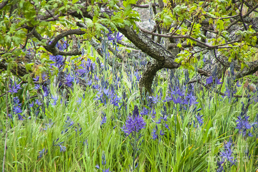 Garry Oak Meadow Photograph by Jill Greenaway - Fine Art America