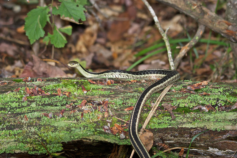 Garter Snake 9164 Photograph by Michael Peychich