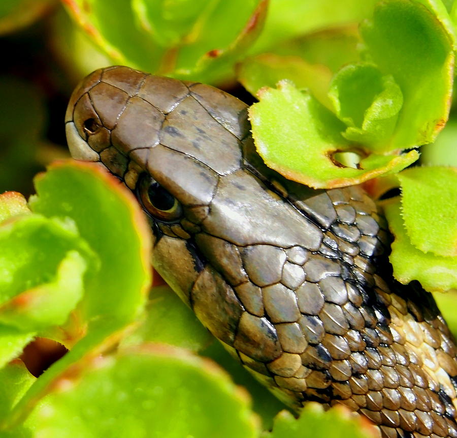 Garter Snake Photograph by Amy McDaniel