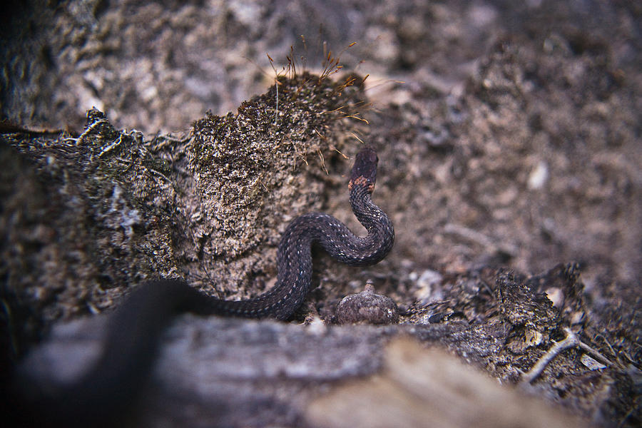 Snake Photograph - Garter Snake and Moss Capsules by Douglas Barnett
