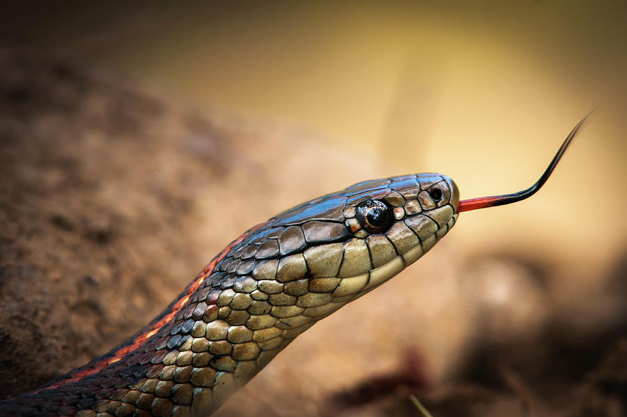 Garter Snake and Tongue Photograph by Robert Potts