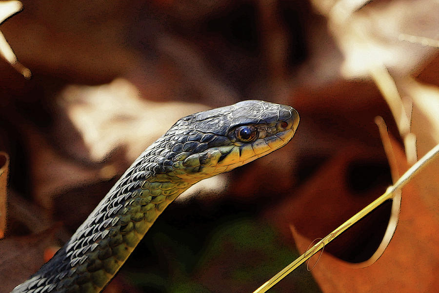 Garter Snake Photograph by Andrew Groen - Fine Art America