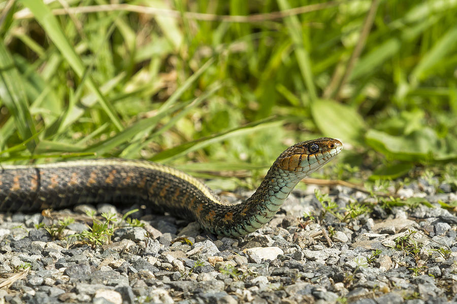 Garter Snake Photograph by Belinda Greb