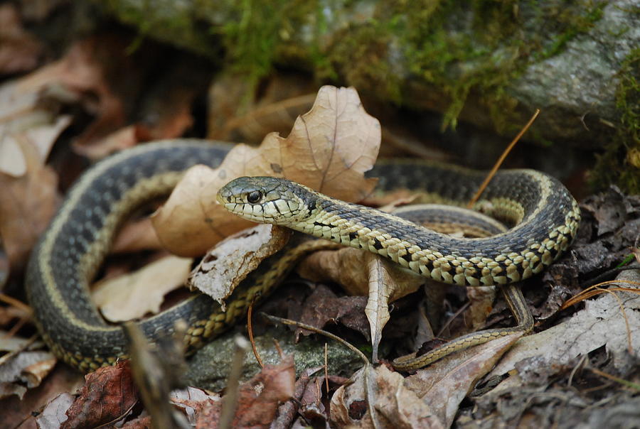 Garter Snake Photograph by Eric Liller