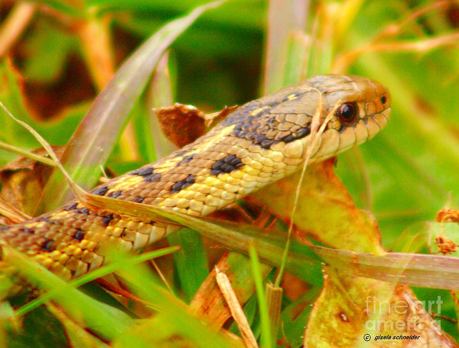 Garter Snake ... Montana Art Photo Photograph by GiselaSchneider ...