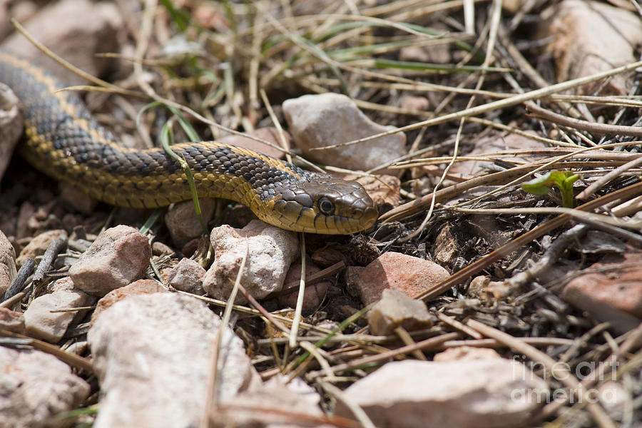 Garter Snake On The Trail In The Pike National Forest Of Colorad Photograph